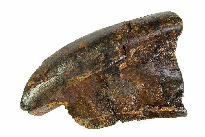 Partial Fossil Tyrannosaur (Nanotyrannus) Tooth - Montana #350749